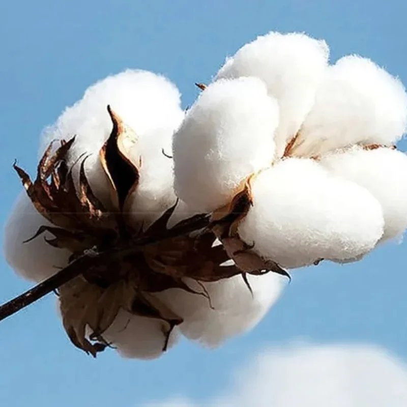 Sailor Kitagawa T-shirt My Dre - Mens Fashion Dress Shirts ulasan dan harga